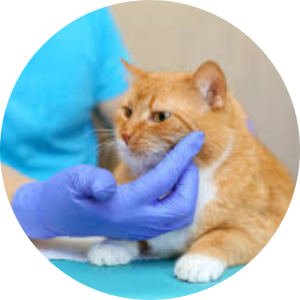 Veterinary Services