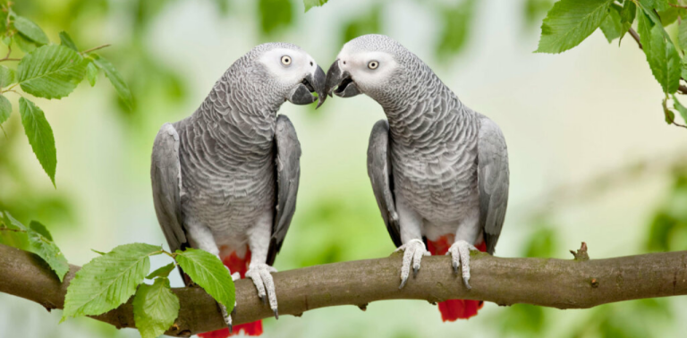 African Grey Parrot