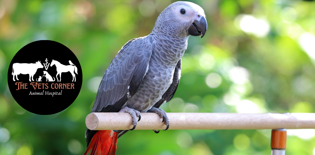 African Grey Parrot