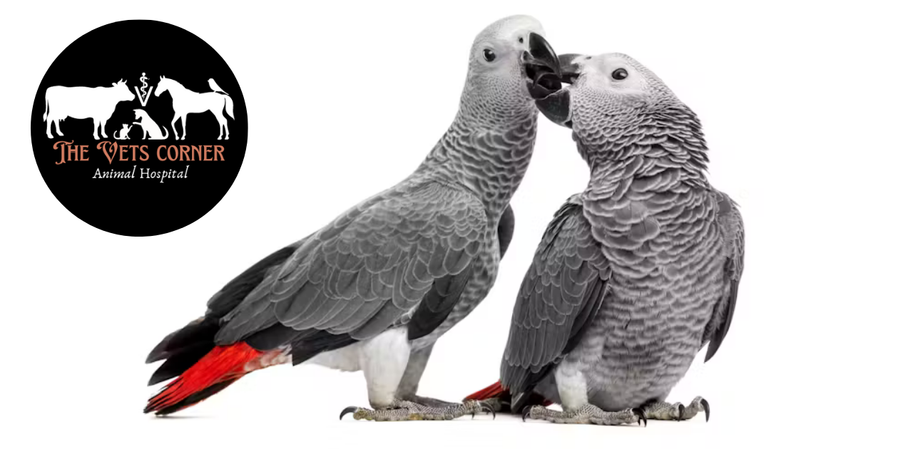 African Grey Parrot