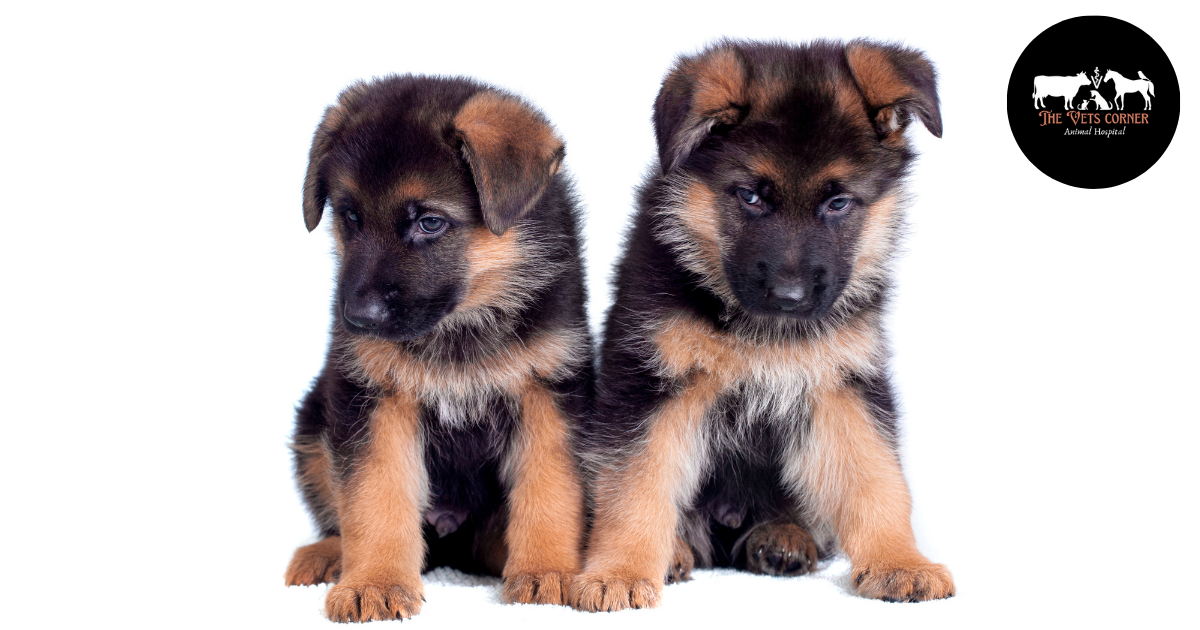 German Shepherd Dogs