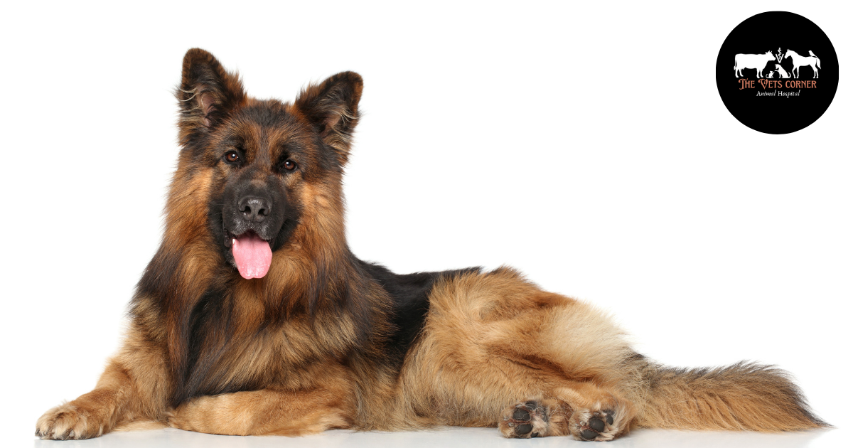 German Shepherd Dogs