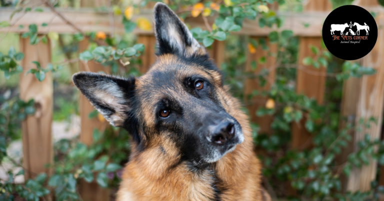 German Shepherd Dogs