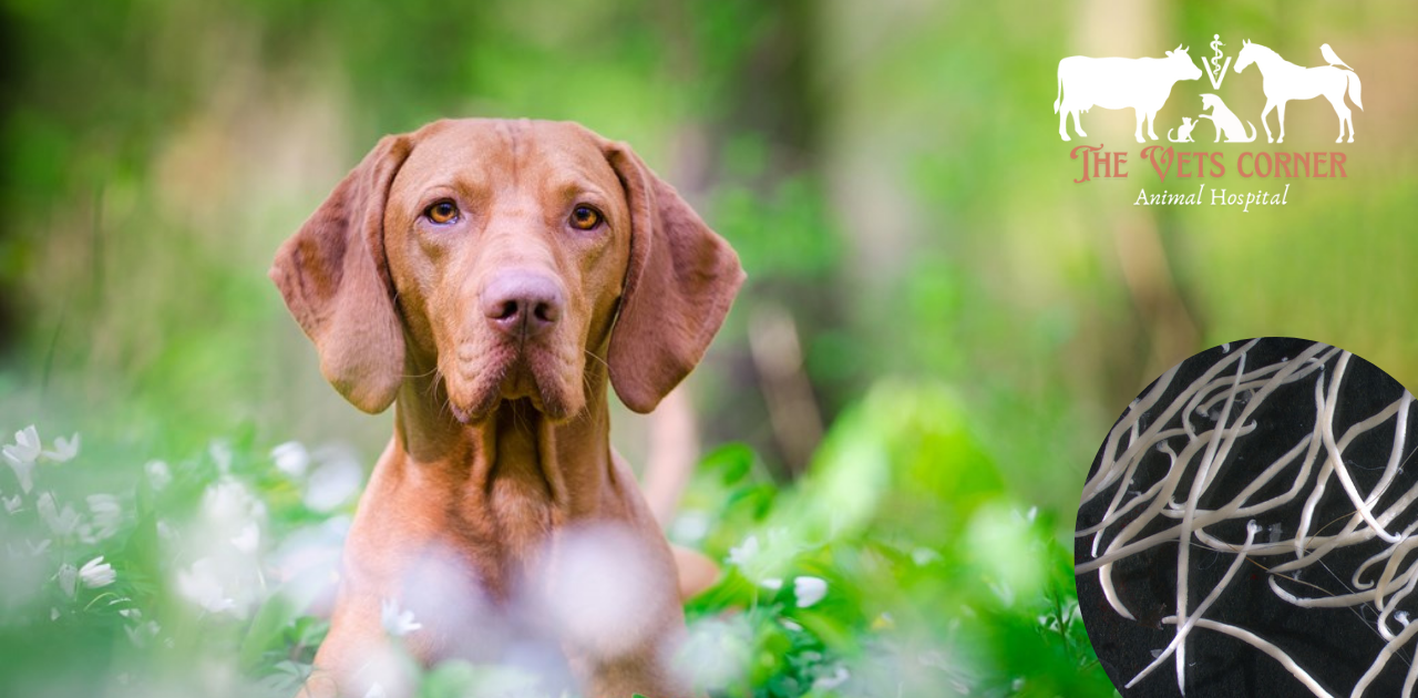 hookworms in dogs