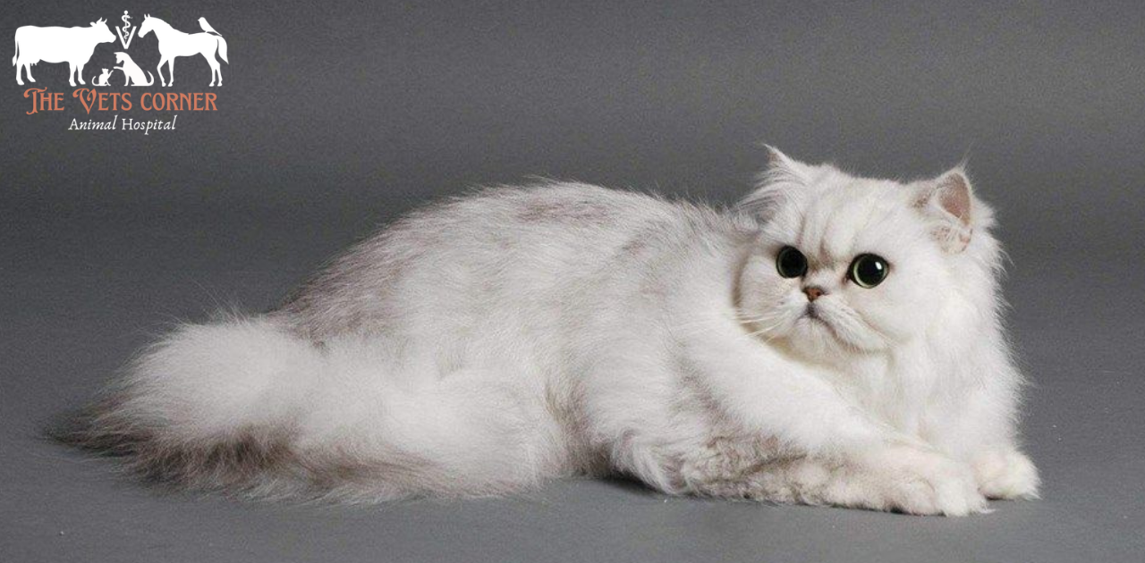 Persian cat