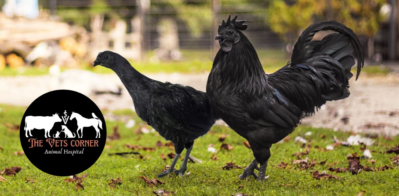 Ayam Cemani