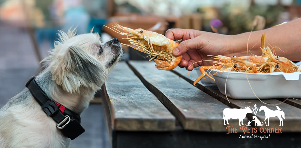 Can Dogs Eat Shrimp