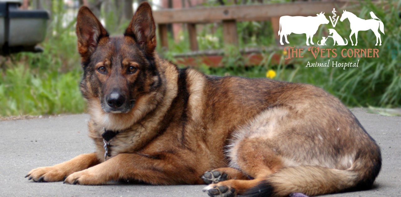 German Shepherd Husky Mix