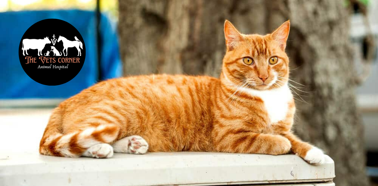 Grey Tabby Cat