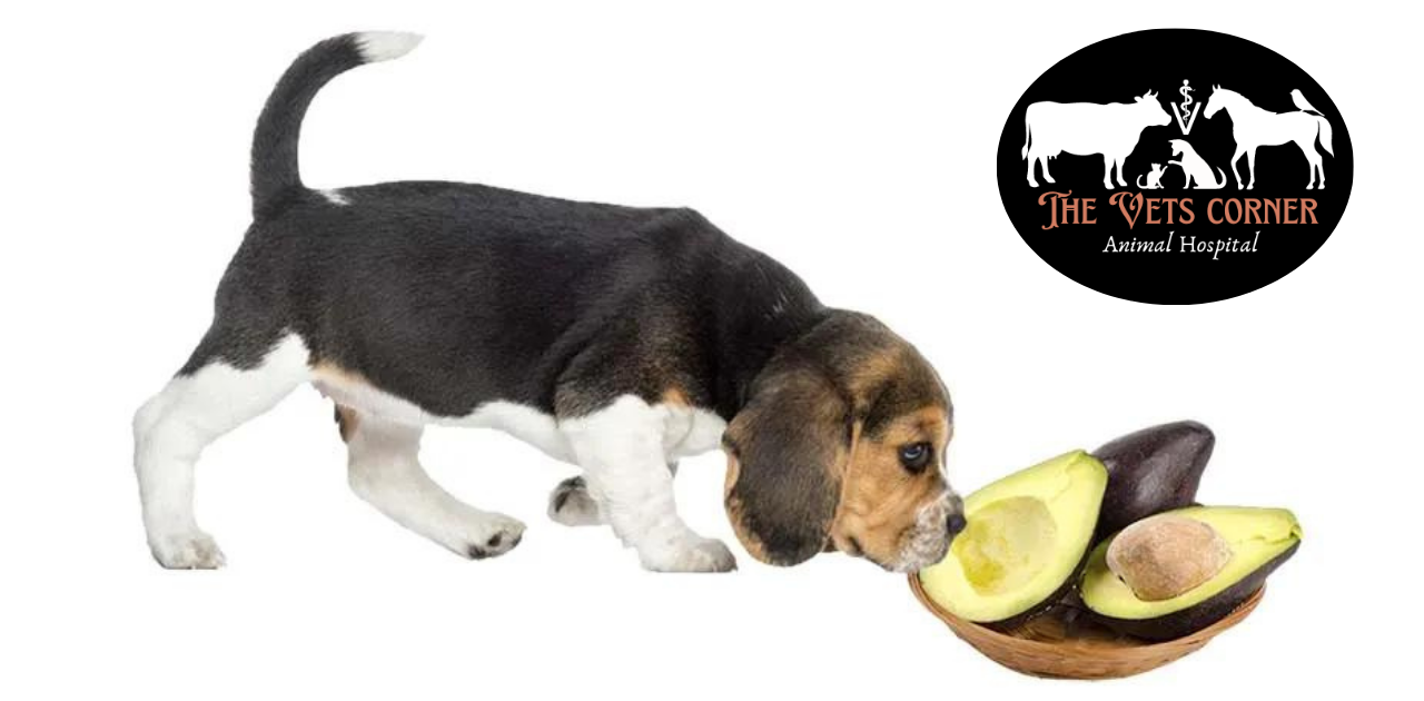 Can Dogs Eat Avocado?