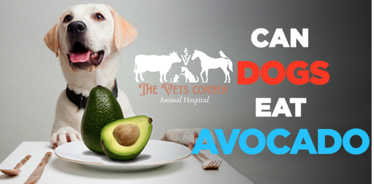 Can Dogs Eat Avocado?